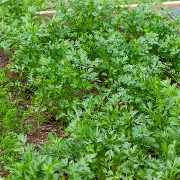 Aromatiques - Persil Commun 2 - BIO - face recto